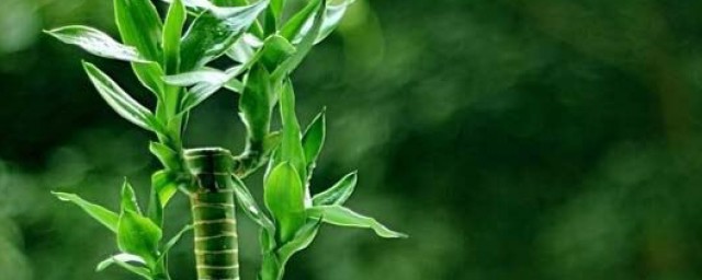 富贵竹营养液怎样用 富贵竹营养液的用法