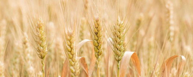 麦子防虫用什么要领 如何给麦子防虫