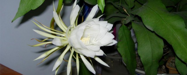 送昙花代表什么 送昙花代表的含义