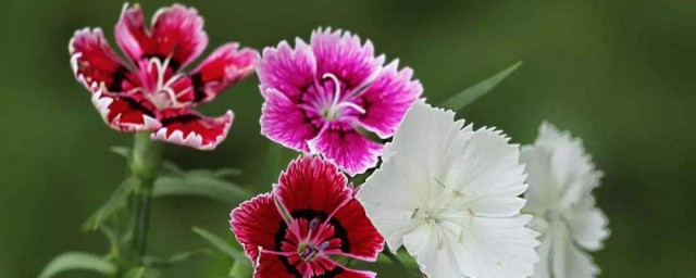 送石竹花代表什么意思 石竹花的花语是什么