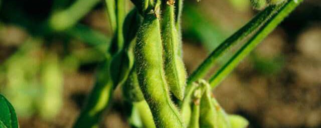 怎样种黄豆 黄豆种植技巧简介