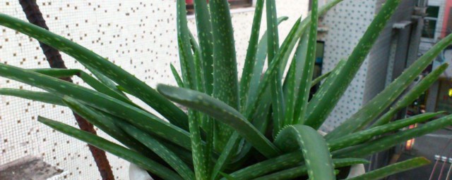 芦荟种植技巧简介 芦荟怎样种植