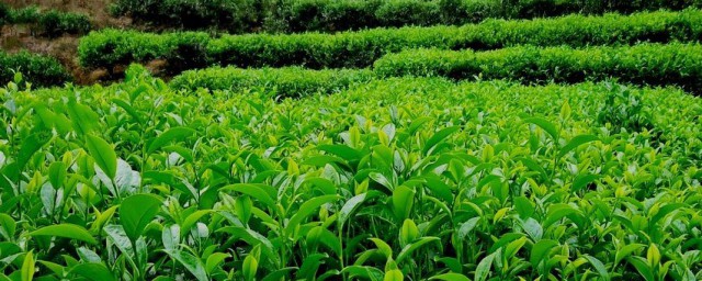 茶树单株种植方法 茶树如何种植