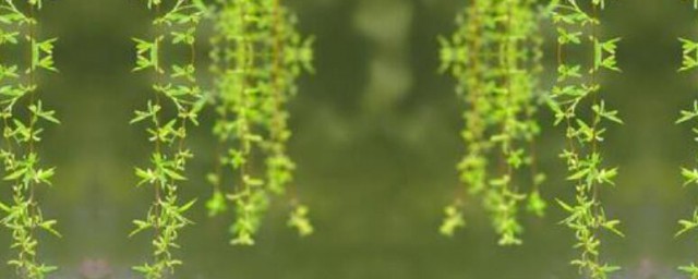柳树是怎样传播种子的 柳树种子的传播技巧