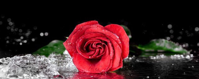 玫瑰花适合什么季节种 什么季节种玫瑰花成活率高