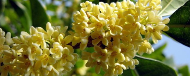四季桂花适合种屋里吗 四季桂可以种室内吗