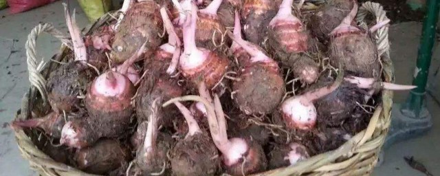 红芽芋头种植技巧 红芽芋头种植技巧简单简介