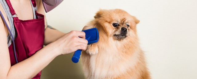 幼犬吃撑了怎样急救 幼犬吃撑了的急救技巧