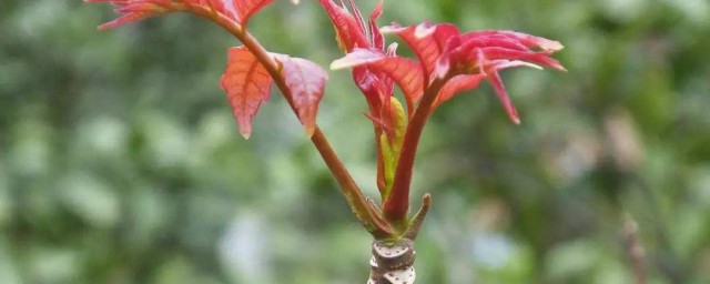 椿树移栽技巧 椿树什么时间移植最好