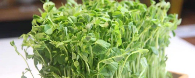 豌豆苗怎样种 种豌豆苗技巧