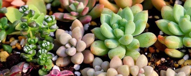 多肉怎样种植 多肉植物的种植技巧