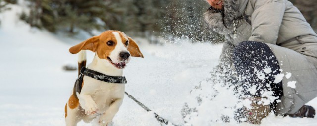 比格犬怎样训练 训练比格犬只要技巧得当就很容易