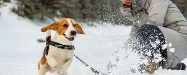 比格犬怎么训练 训练比格犬只要办法得当就很容易