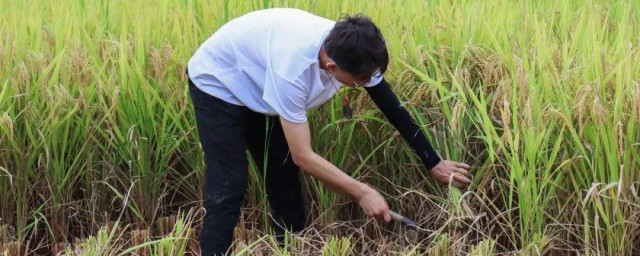 割稻草技巧 怎样割稻草