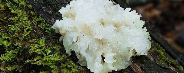 白木耳泡发后怎样保存 保管泡发的木耳的技巧