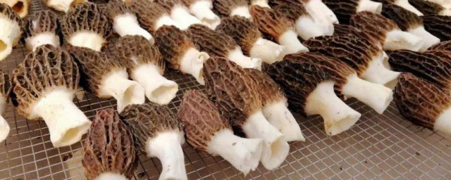 羊肚菌怎样种 种羊肚菌技巧