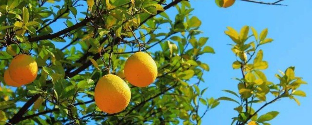 柚子怎样种 柚子种植技巧简介
