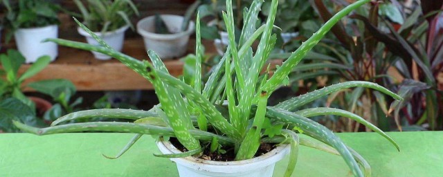 芦荟怎样栽 栽芦荟技巧