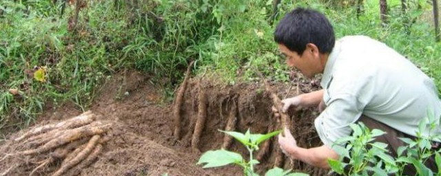 山药如何种 山药种植要领介绍