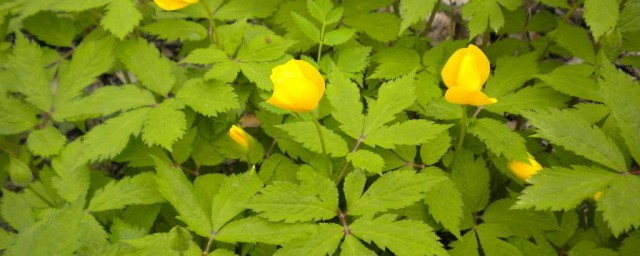 野山芹的制作办法 制作野山芹的办法