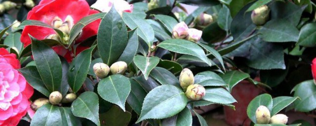 茶花养殖技巧要求 插花怎样养殖有何要求