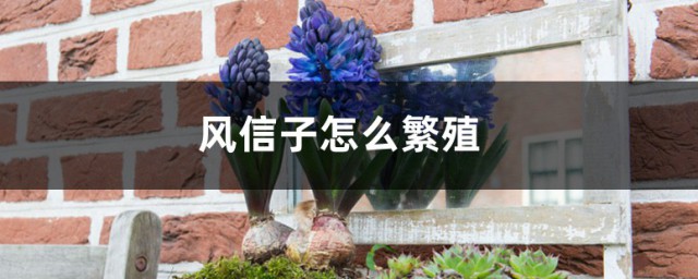 风信子常用的繁殖技巧 风信子怎样繁殖