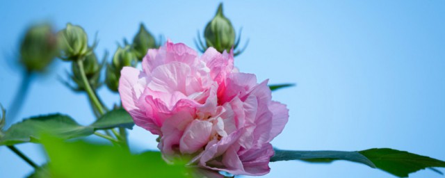 养殖芙蓉花的要领 芙蓉花喜欢什么土壤