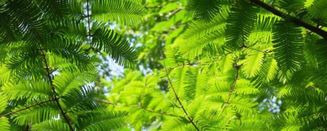 水杉养植技巧 水杉盆景养殖技巧