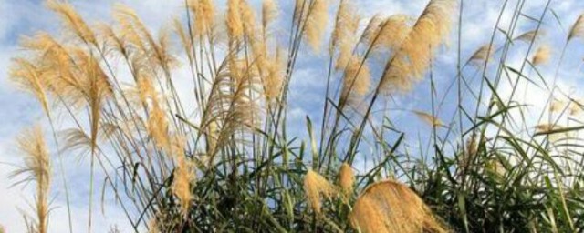 芦苇花怎样保存 芦苇花的保存技巧