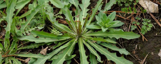 苦菜怎样长久保存 苦菜的保存技巧