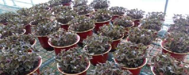 金线莲种植技巧与技巧 金线莲养殖技巧简介