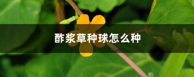 酢浆草花球种植方式 酢浆草种球种植方法