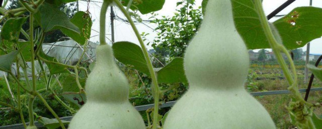 宝葫芦怎样处理保存 宝葫芦保存技巧