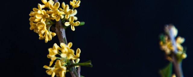 怎样腌制桂花 桂花怎样腌