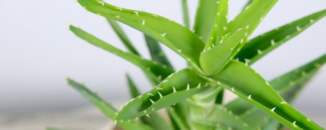 芦荟怎样养 芦荟养殖的技巧