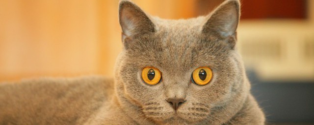 关于猫的朋友圈 关于猫的朋友圈经典句子