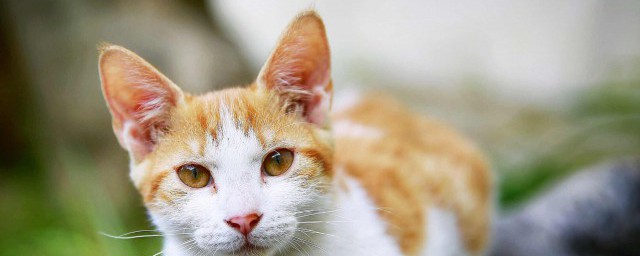 怎样喂猫 喂猫的技巧