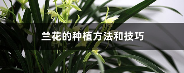 兰花的种植技巧和技巧 兰花怎样种植