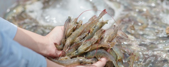 怎样制作虾滑 虾滑制作次序