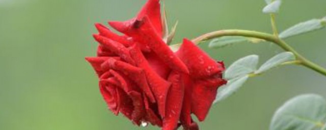 月季花移栽技巧 月季花移栽技巧