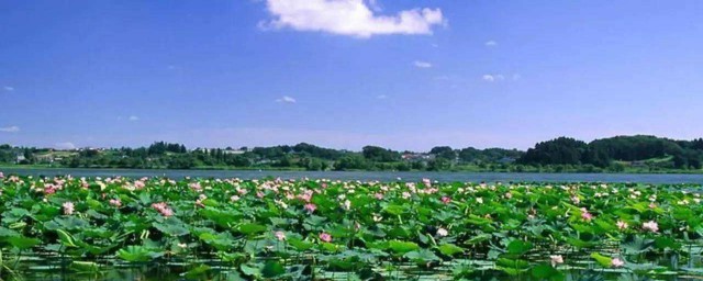 白洋淀适合几月份去 白洋淀介绍