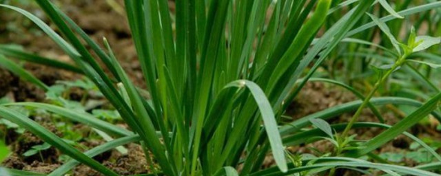 洋水仙栽植技巧 洋水仙怎样栽植