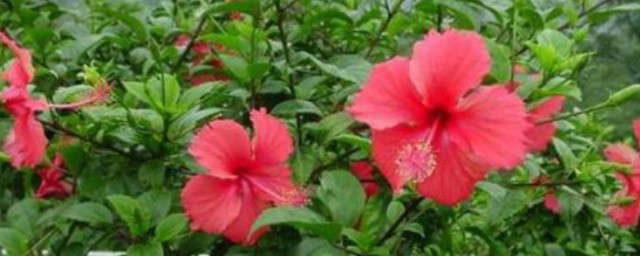 扶桑花适合室内养吗 扶桑花可以养在室内吗