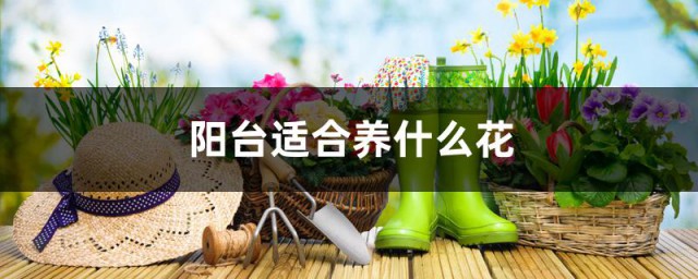 广东阳台适合种什么花 适合在阳台种的花简介