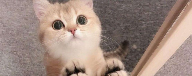 怎样养猫 养猫的技巧