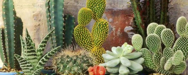 种植仙人掌的方式 种仙人掌的正确方式