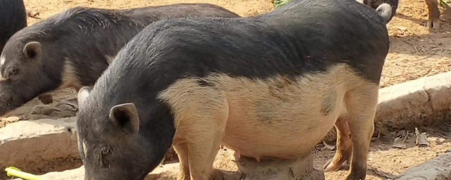 拔猪腿毛技巧 拔猪腿毛做法如下