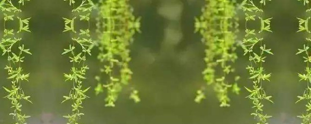 吹面不寒杨柳风什么意思 吹面不寒杨柳风原文及翻译
