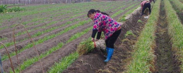韭菜越冬施肥技巧 有哪些给韭菜施肥的技巧