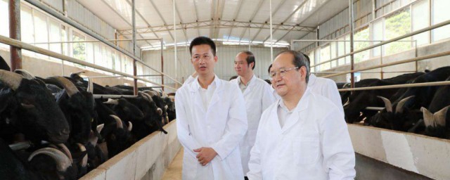 羊圈加温方式 羊圈加温简单要领如下